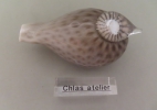 thumb Brisk thumb | Chlas Atelier